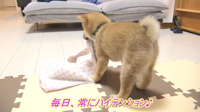 タオルをかじる柴犬