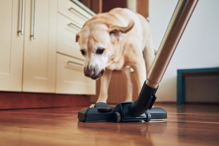 マズルにシワを寄せて掃除機を威嚇する犬