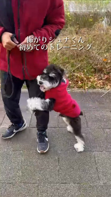 動く赤い服を着た人の足にくっつく犬