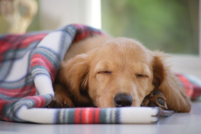 ブランケットにくるまって気持ちよさそうに寝ている犬