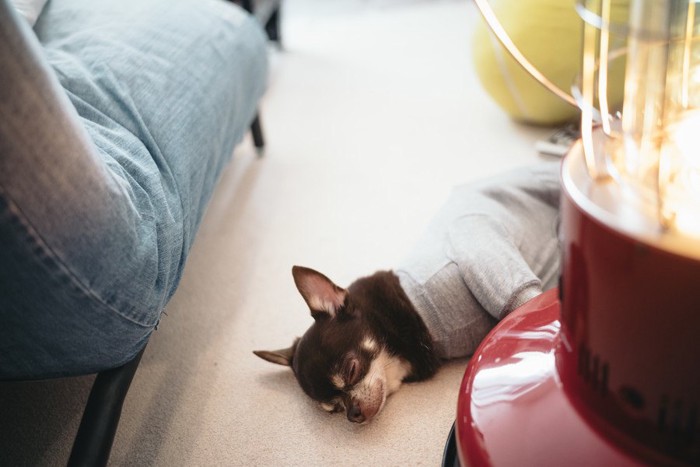 ストーブの近くで眠る犬