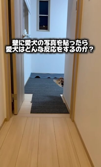 シュール過ぎる