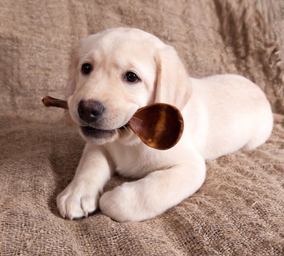 スプーンをくわえる犬