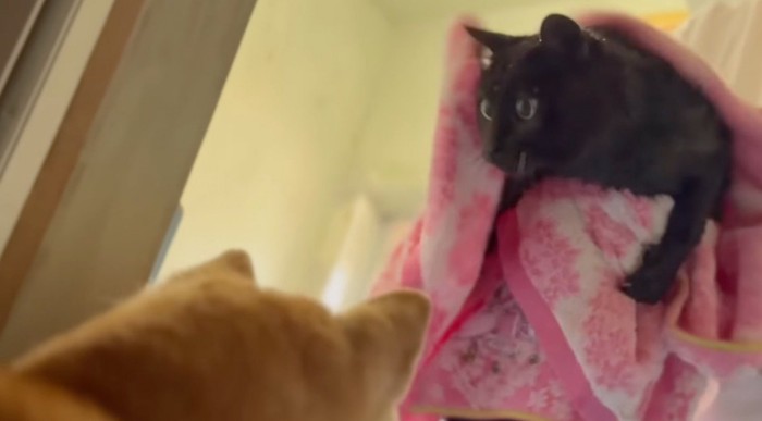 タオルで包まれている猫を見つめる犬