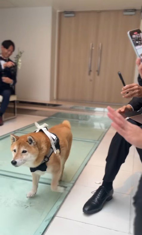 リングドッグを務めるじろー君7