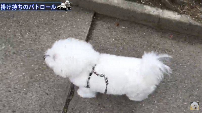 犬を上から撮影