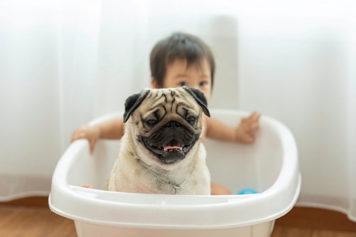 ベビーバスに入る子供と犬