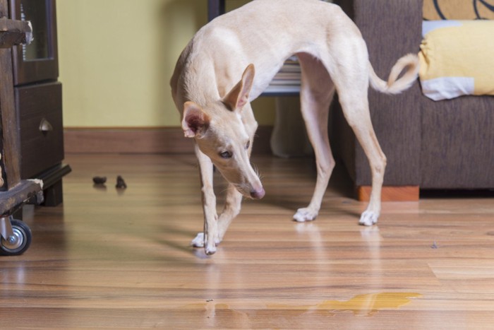 排泄物と犬