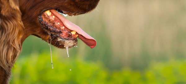 犬が車酔いをすると起きる症状