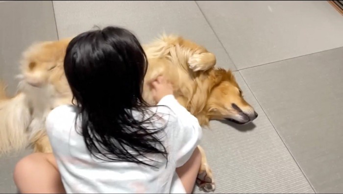 女の子に撫でられている犬に近寄るカメラ