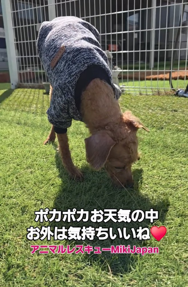 お外を歩き回る犬