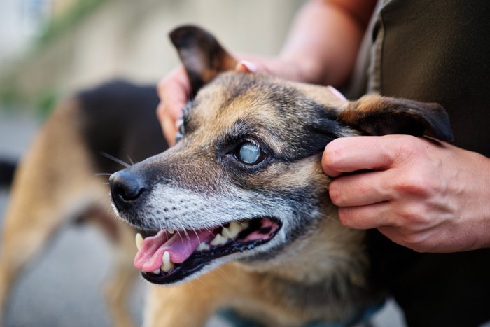 目が濁っている犬