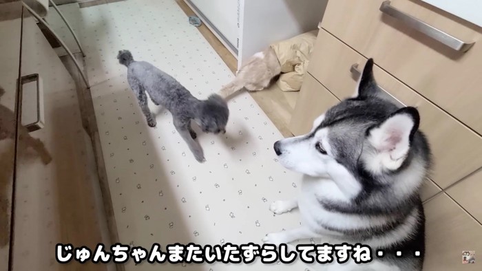 仲良しな犬猫3匹