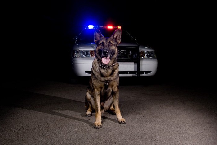 車の前の犬