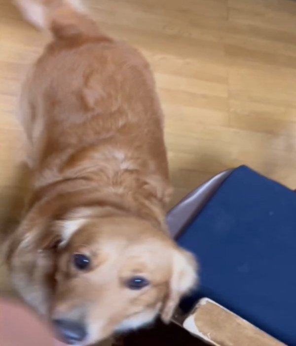 見上げる犬