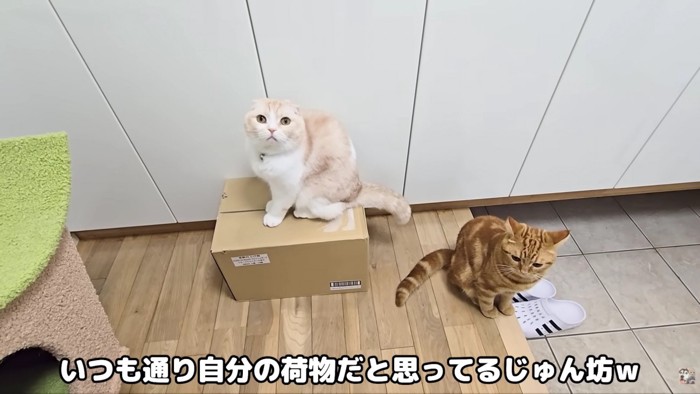 「これは何…?」