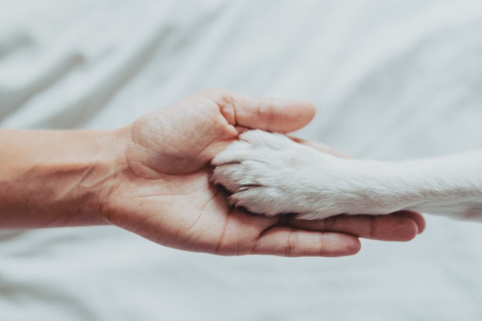 人の手に乗せる犬の手