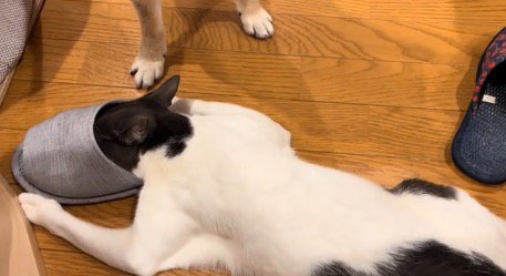 スリッパの中に頭を入れて動かなくなった猫