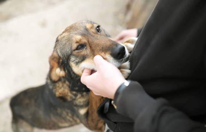 耳を下げて甘える犬