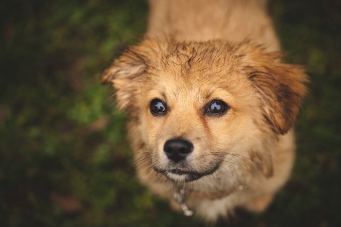 汚れている犬