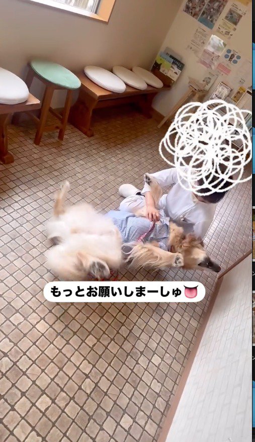 看護師にお腹を見せる犬