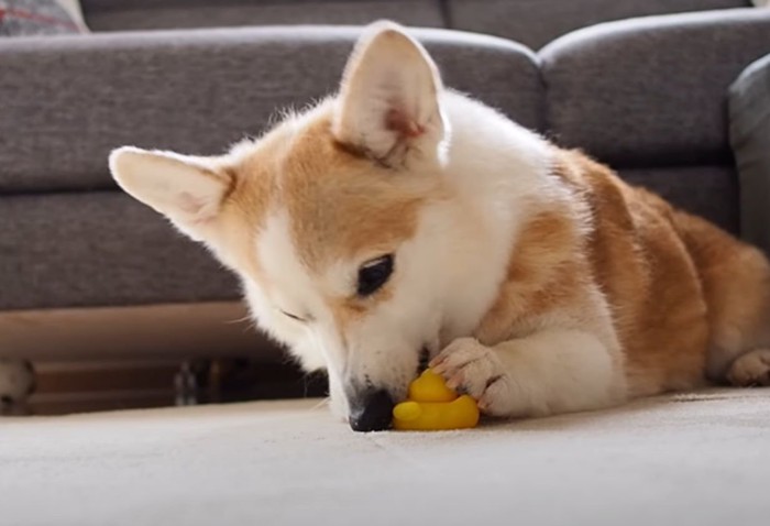 オモチャを噛む犬