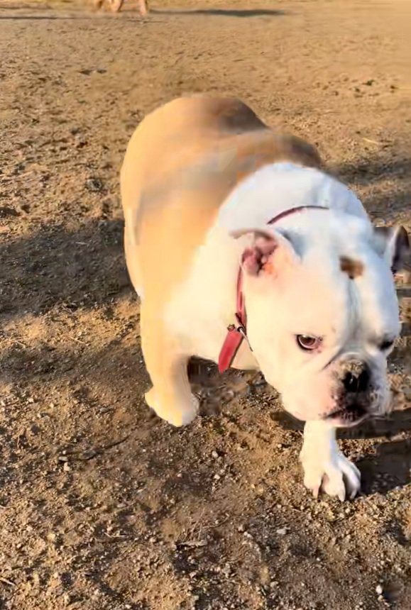 駆け寄ってきたぱせり君