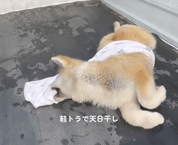 タオルをくわえる犬