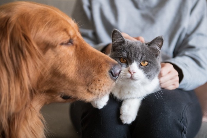 猫を可愛がる飼い主と犬