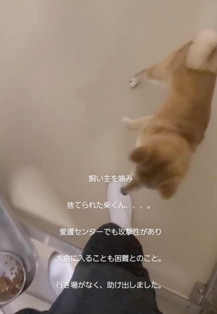 足元に近寄る柴犬