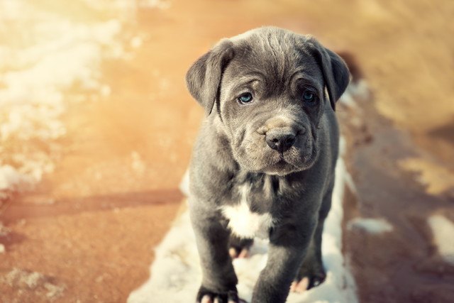 ナポリタンマスティフの子犬