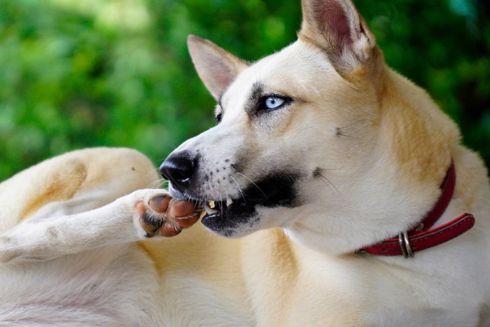 後ろ足でかく柴犬