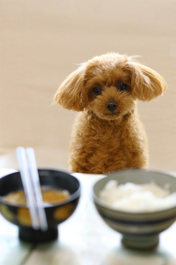 人間の食事を見つめるトイプードル