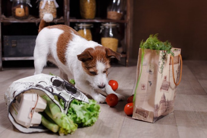 食べ物をいたずらしている犬