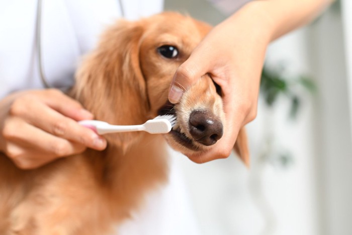 歯ブラシをくわえている犬