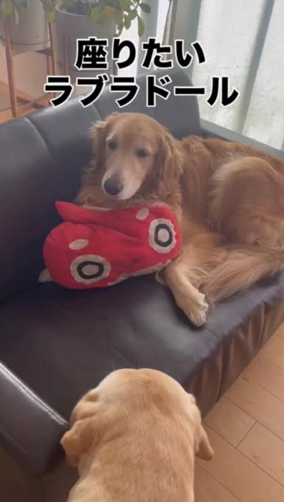 ソファの上でくつろぐ犬と見つめる犬