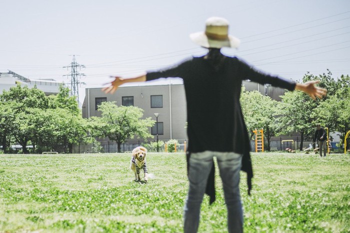 飼い主に駆け寄るゴールデン