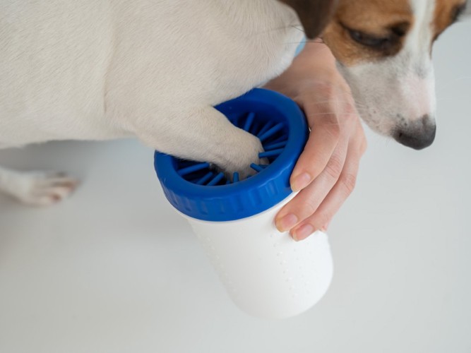 足を水洗いする犬