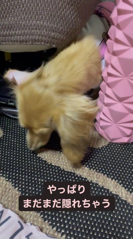 物陰から出てくる犬