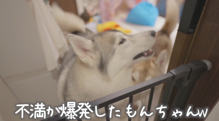 廊下の方を見つめるグレーの犬