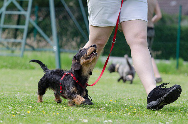 お散歩中の犬