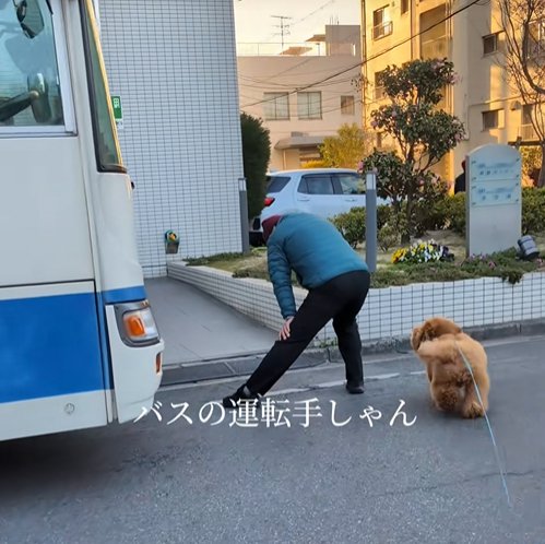 バスの運転手に駆け寄る小型犬