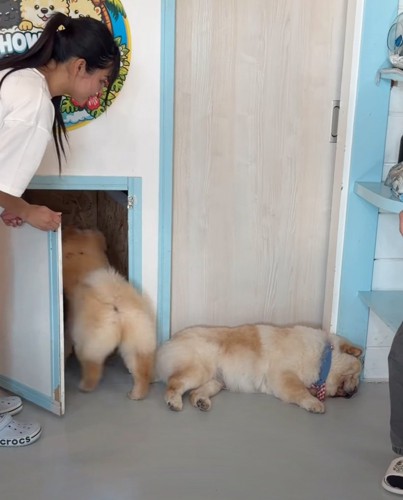 1匹だけ帰らない犬