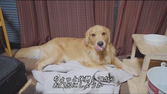 カメラを見つめる犬