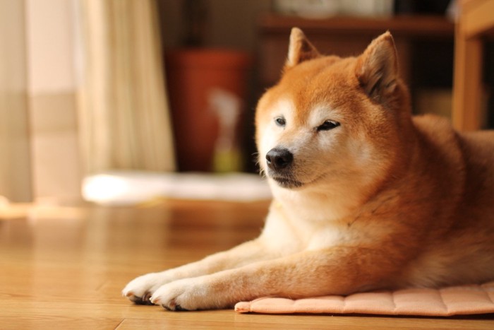 伏せている柴犬