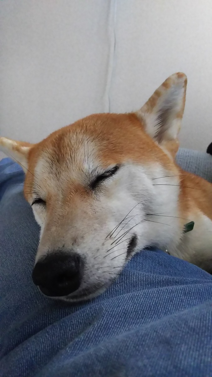 膝で眠る柴犬