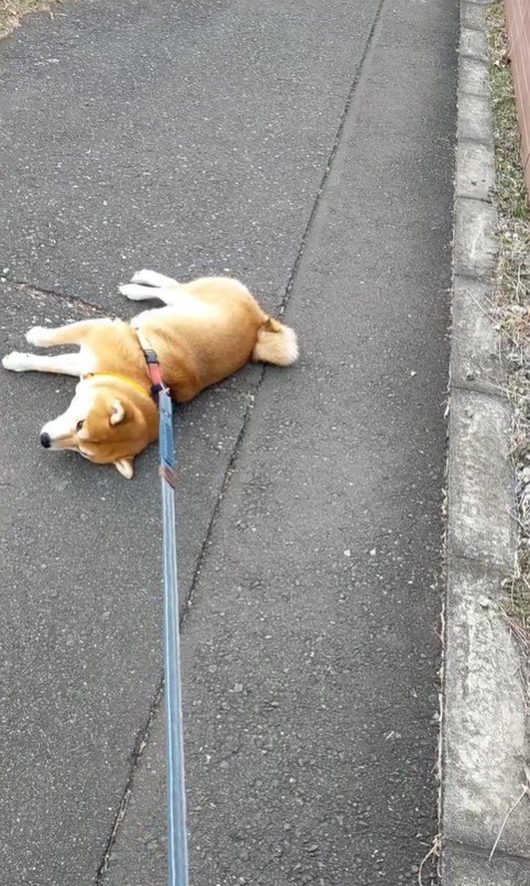 タカラくんの拒否柴