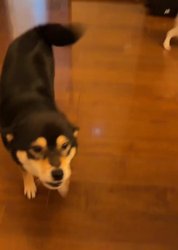 鳴くあんこちゃん