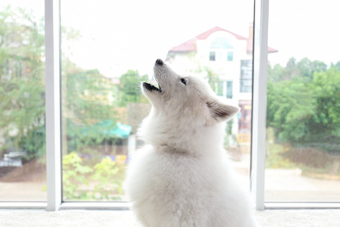 遠吠えしている白い犬