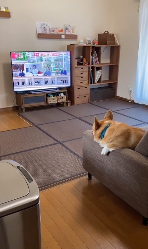 ニュースを見ることも…